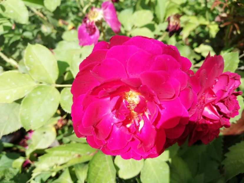  - Gradina iulie 2021