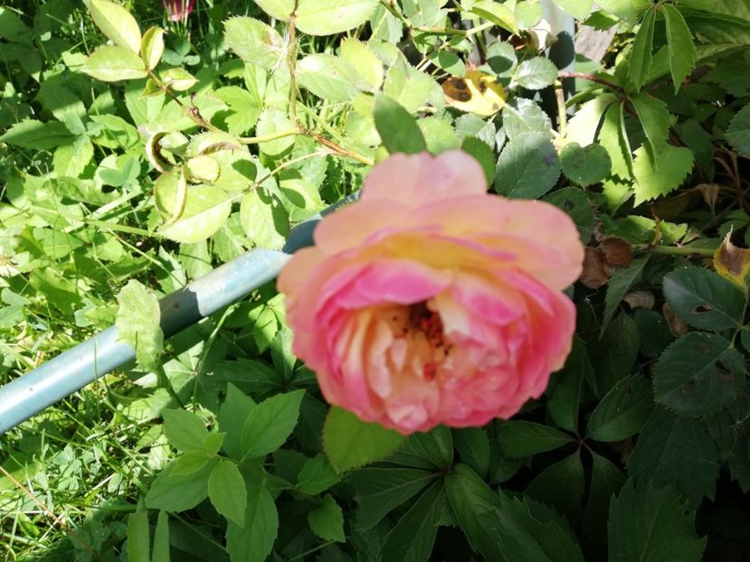  - Gradina iulie 2021