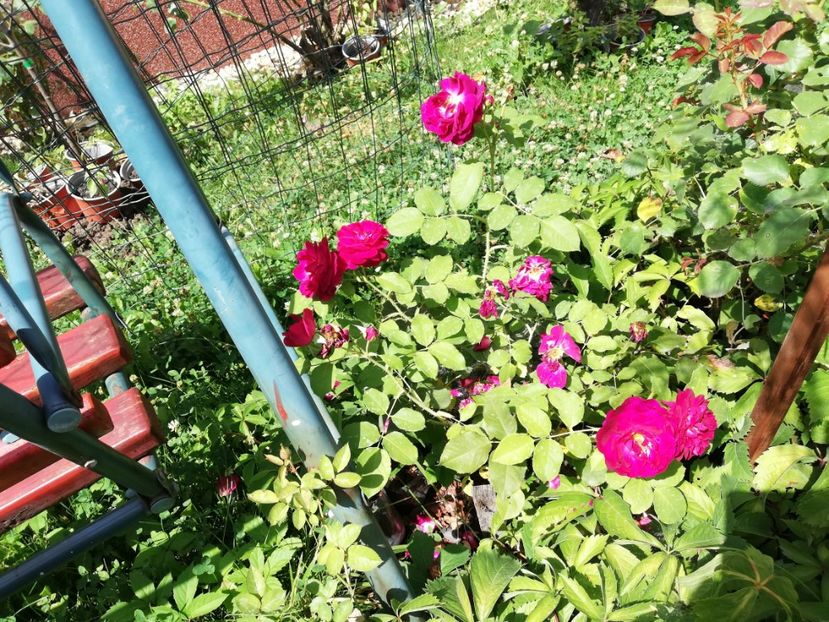  - Gradina iulie 2021