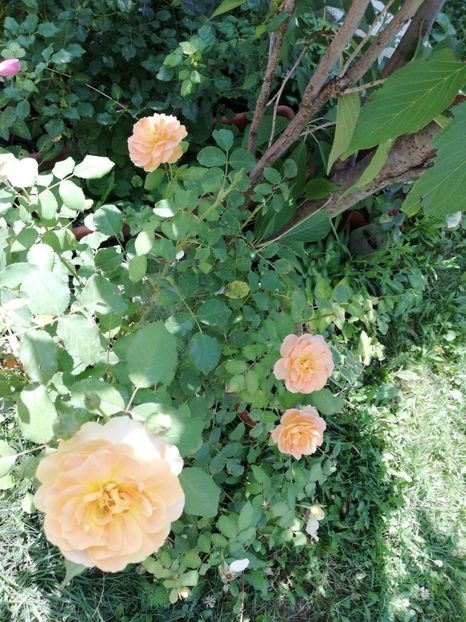  - Gradina iulie 2021