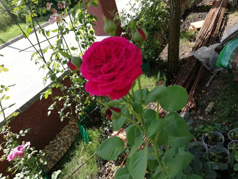  - Gradina iulie 2021