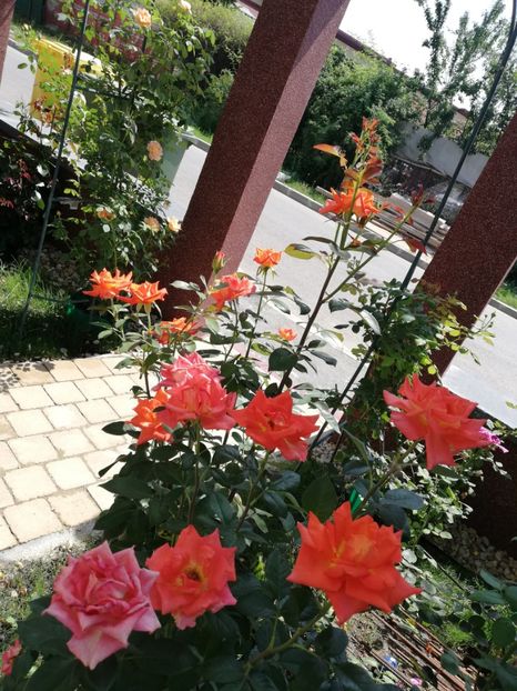  - Gradina iulie 2021