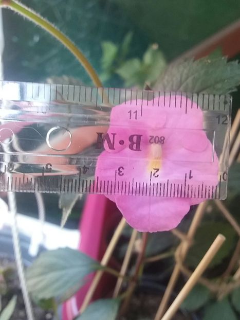 Brid s Juna - Achi la măsurat