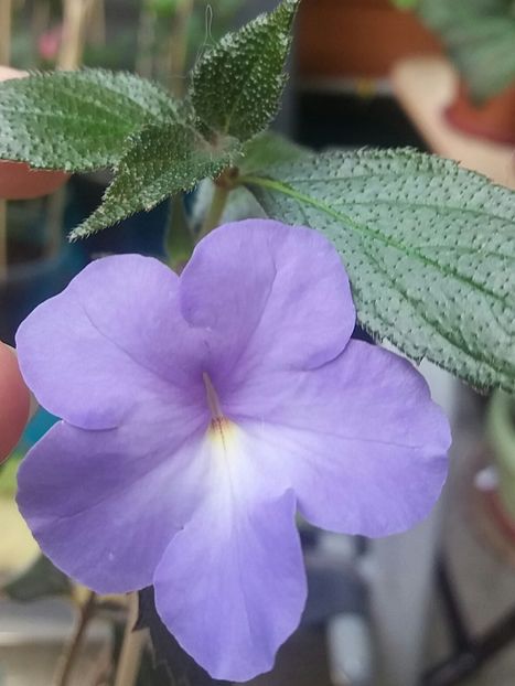 Kim blue - Achimenes varietati - drumul florilor
