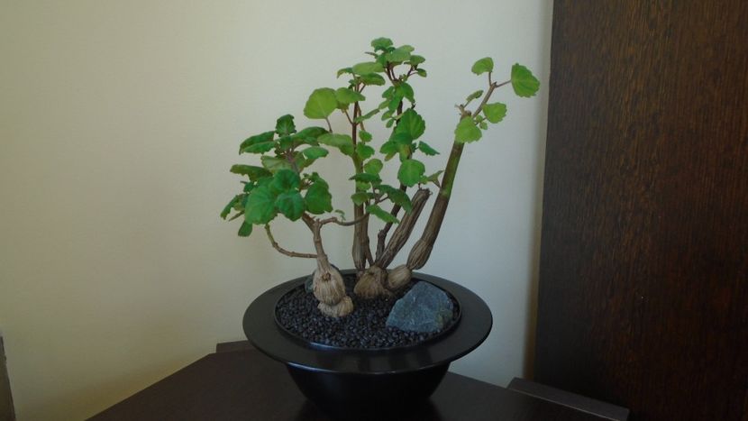 Plectranthus ernstii - Caudiciforme - pachycaule si bulboase 2021