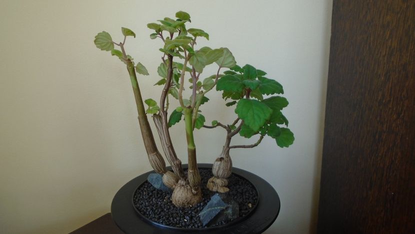 Plectranthus ernstii - Caudiciforme - pachycaule si bulboase 2021