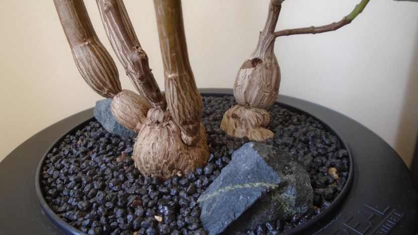 Plectranthus ernstii - Caudiciforme - pachycaule si bulboase 2021