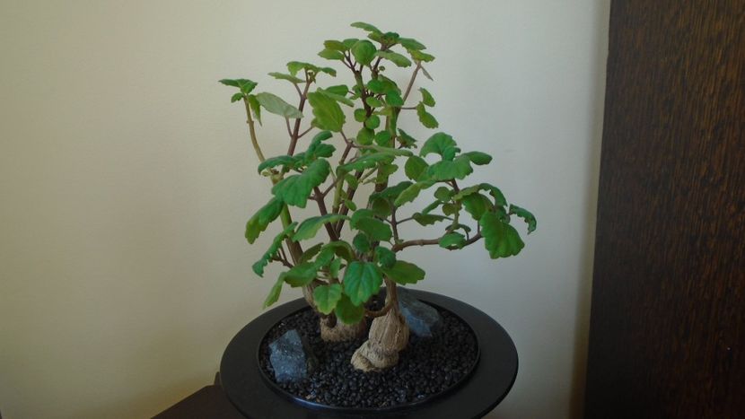 Plectranthus ernstii - Caudiciforme - pachycaule si bulboase 2021