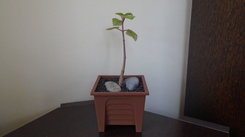 Plectranthus ernstii - Caudiciforme - pachycaule si bulboase 2021