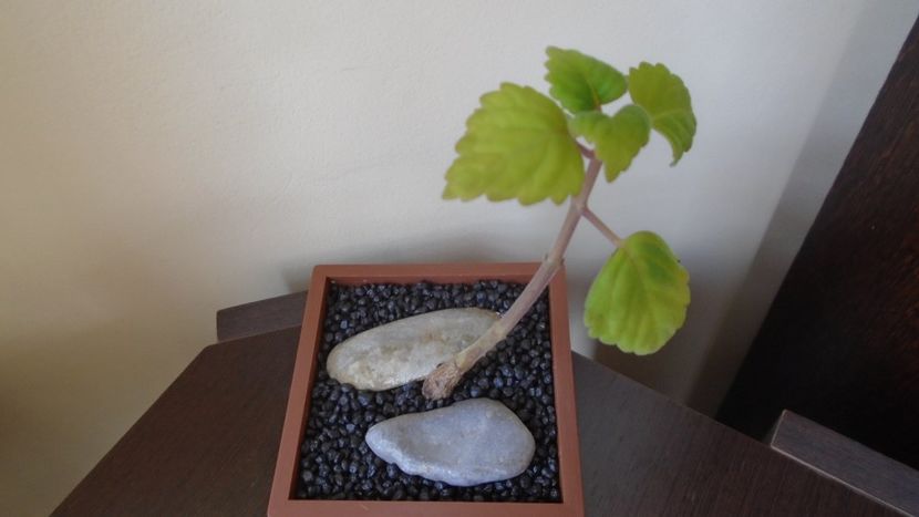 Plectranthus ernstii - Caudiciforme - pachycaule si bulboase 2021