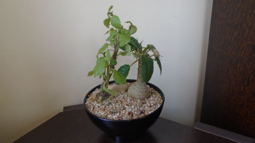  - Caudiciforme - pachycaule si bulboase 2021