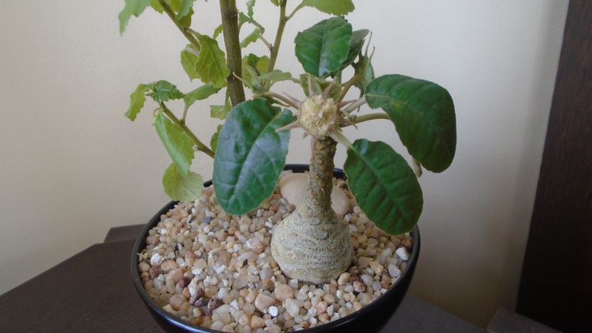 Dorstenia foetida - Caudiciforme - pachycaule si bulboase 2021