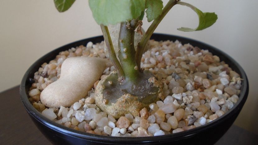 Dorstenia zanzibarica - Caudiciforme - pachycaule si bulboase 2021