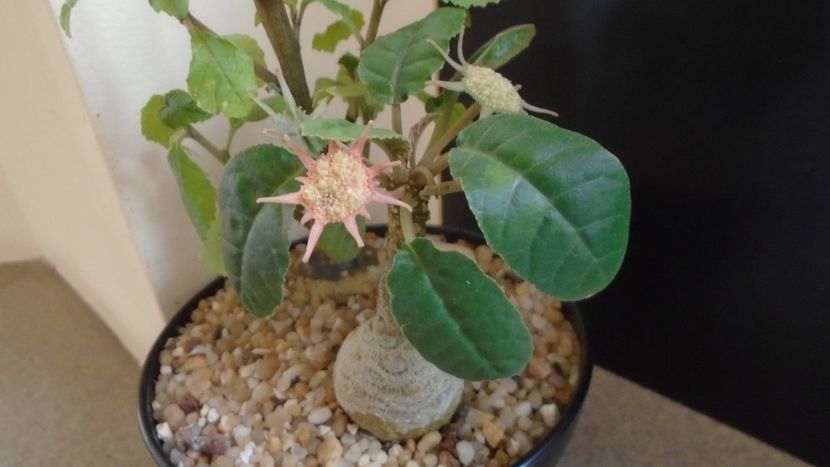 Dorstenia foetida - Caudiciforme - pachycaule si bulboase 2021