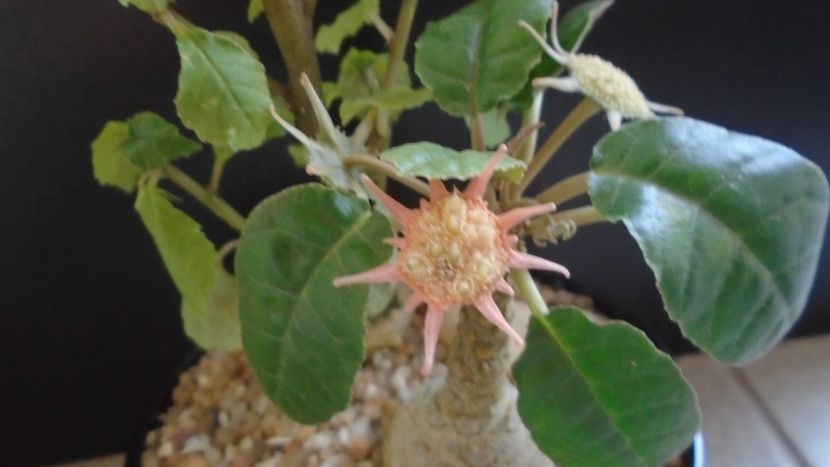 Dorstenia foetida - Caudiciforme - pachycaule si bulboase 2021