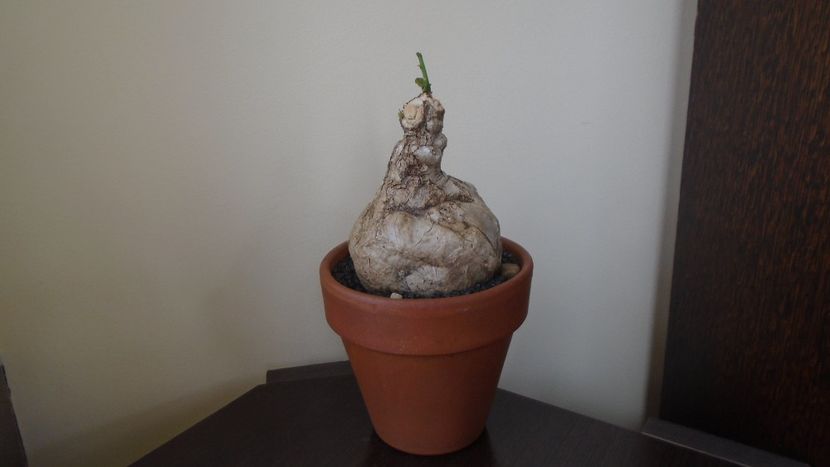 Firmiana (Sterculia) colorata - Caudiciforme - pachycaule si bulboase 2021