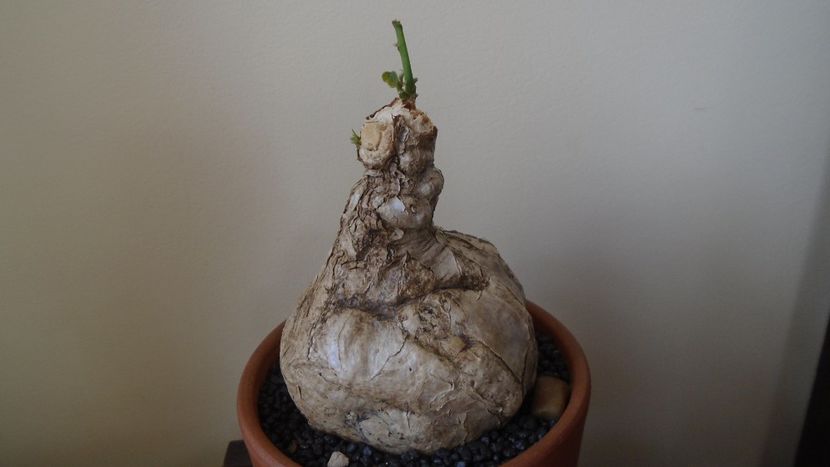 Firmiana (Sterculia) colorata - Caudiciforme - pachycaule si bulboase 2021