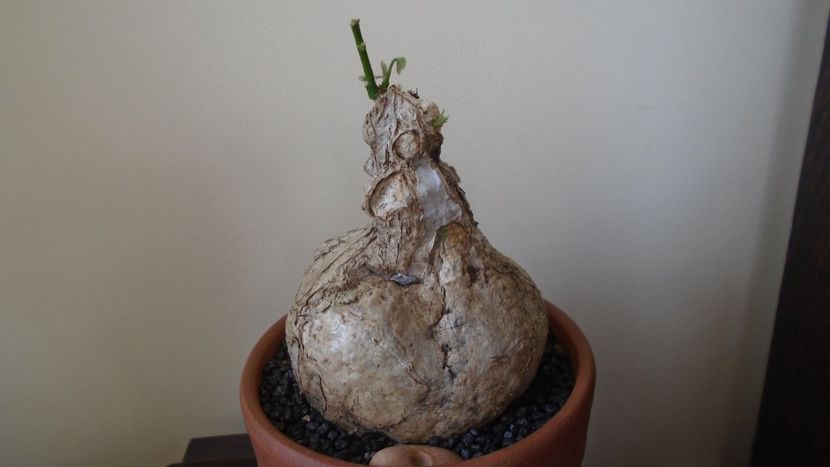 Firmiana (Sterculia) colorata - Caudiciforme - pachycaule si bulboase 2021