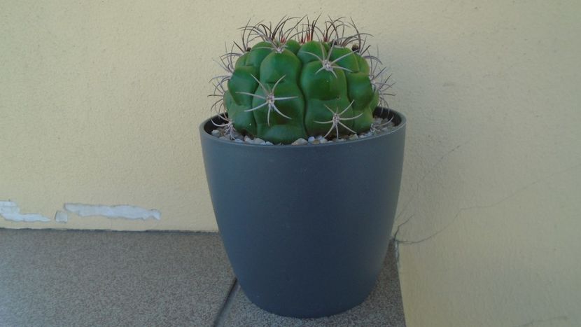 Gymnocalycium pflanzii v.zegarrae - Cactusi 2021 Gymnocalycium