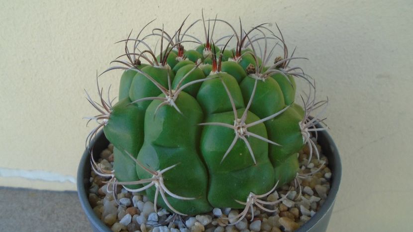 Gymnocalycium pflanzii v.zegarrae - Cactusi 2021 Gymnocalycium