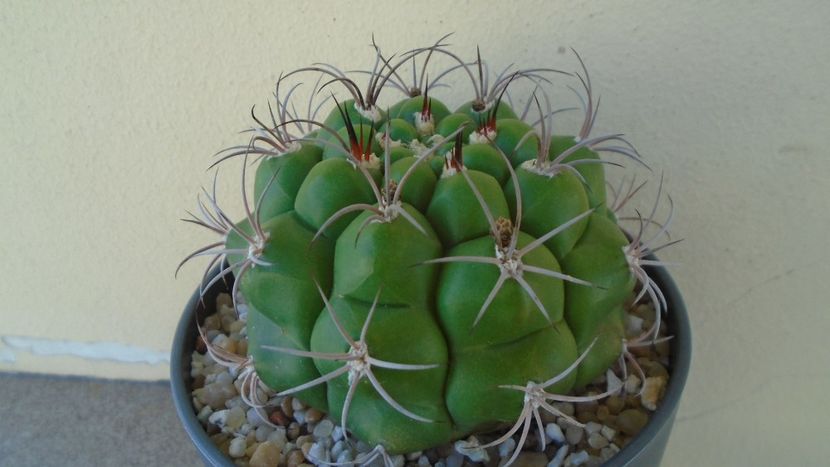 Gymnocalycium pflanzii v.zegarrae - Cactusi 2021 Gymnocalycium