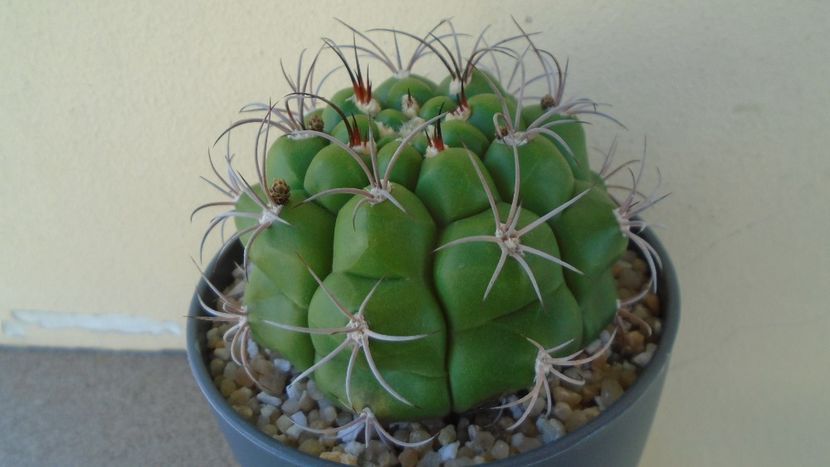 Gymnocalycium pflanzii v.zegarrae - Cactusi 2021 Gymnocalycium