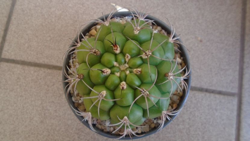 Gymnocalycium pflanzii v.zegarrae - Cactusi 2021 Gymnocalycium