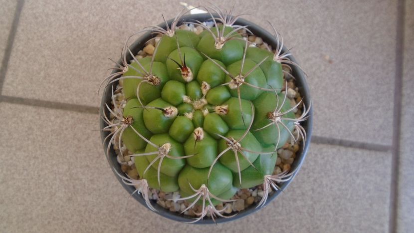 Gymnocalycium pflanzii v.zegarrae - Cactusi 2021 Gymnocalycium