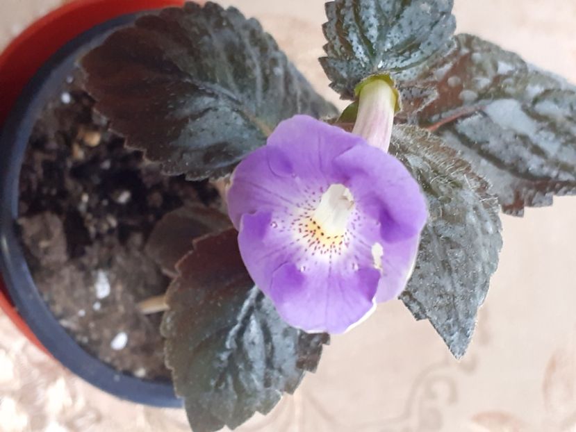 Texas Blue Bajou - Achimenes