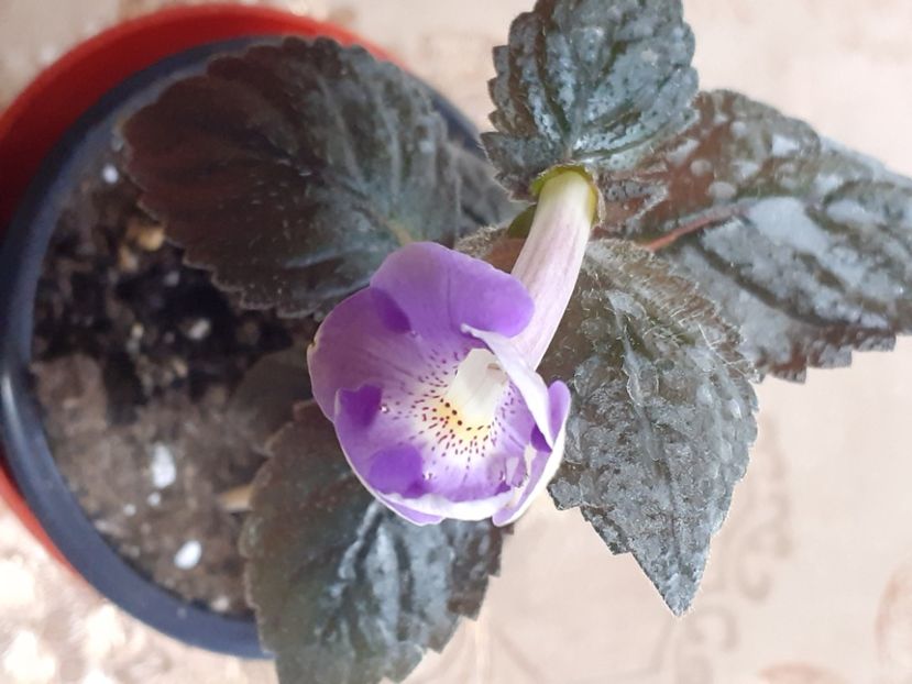 - Achimenes