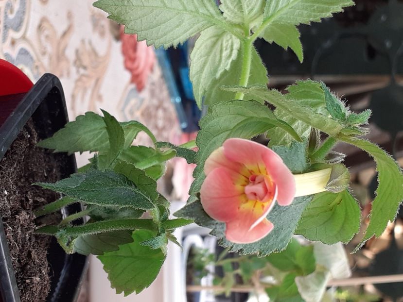 Mary Poppins - Achimenes