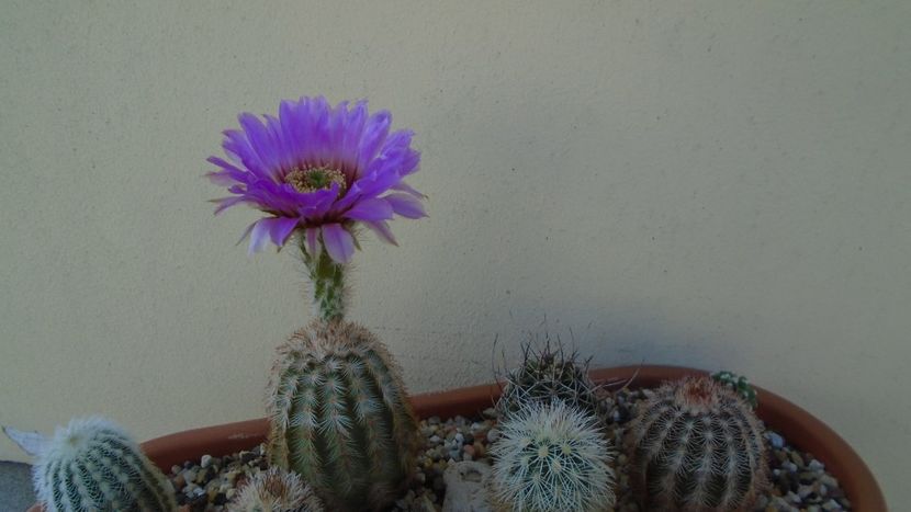 Echinocereus reichenbachii ssp. baileyi (-30C) - Cactusi 2021