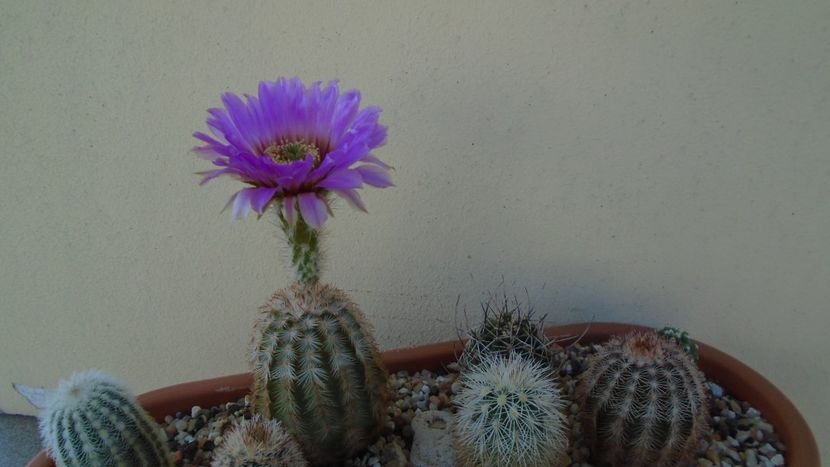 Echinocereus reichenbachii ssp. baileyi (-30C) - Cactusi 2021