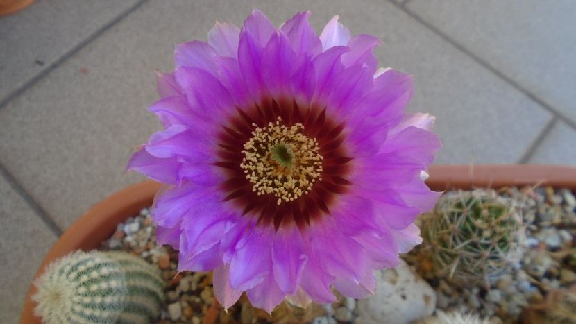 Echinocereus reichenbachii ssp. baileyi (-30C) - Cactusi 2021