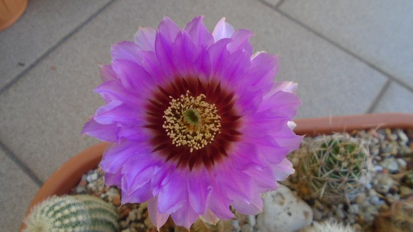 Echinocereus reichenbachii ssp. baileyi (-30C) - Cactusi 2021