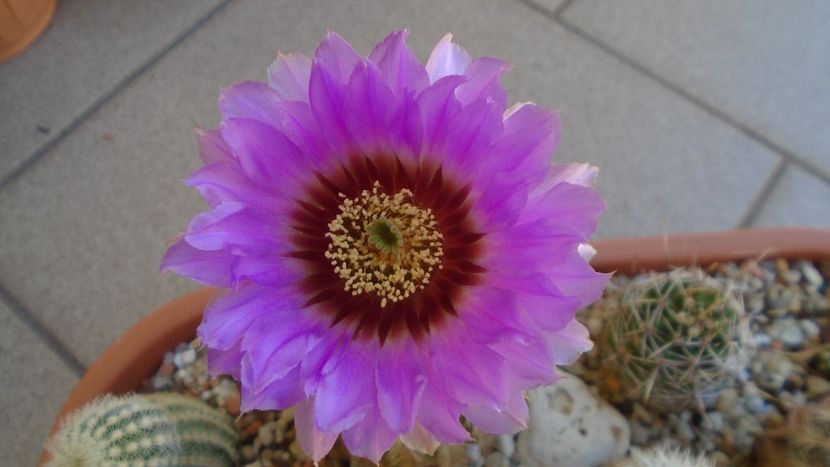 Echinocereus reichenbachii ssp. baileyi (-30C) - Cactusi 2021