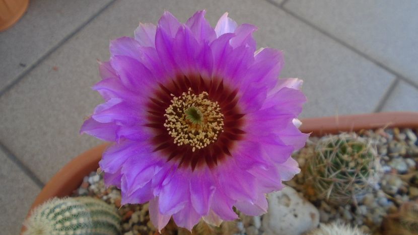 Echinocereus reichenbachii ssp. baileyi (-30C) - Cactusi 2021
