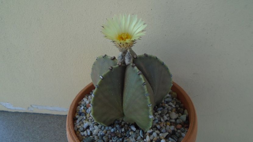 Astrophytum myriostigma v. nudum (Hekiran in jp.) - Cactusi 2021
