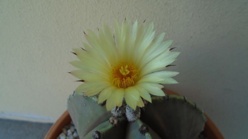 Astrophytum myriostigma v. nudum (Hekiran in jp.) - Cactusi 2021