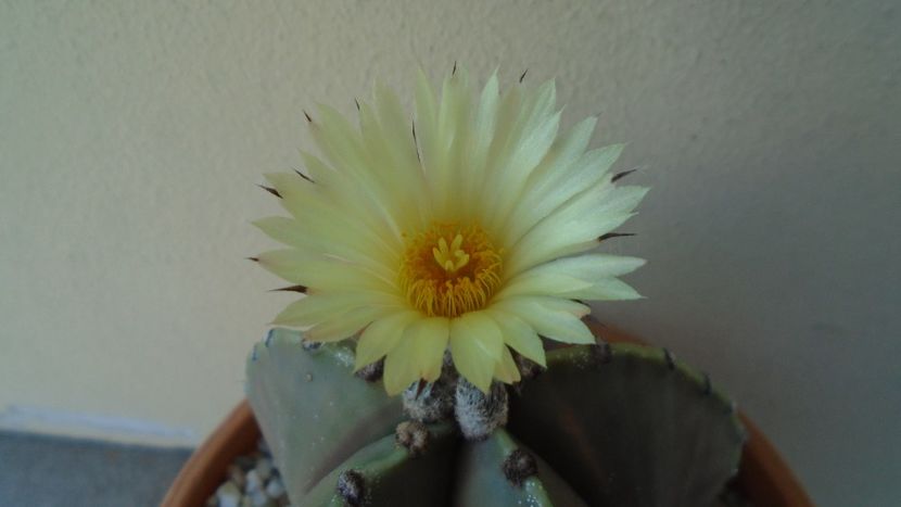 Astrophytum myriostigma v. nudum (Hekiran in jp.) - Cactusi 2021