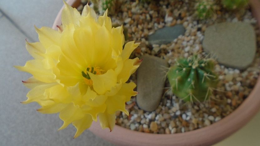 Echinocereus subinermis (-2 C) - Cactusi 2021