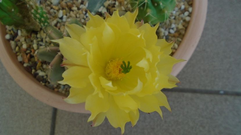 Echinocereus subinermis (-2 C) - Cactusi 2021