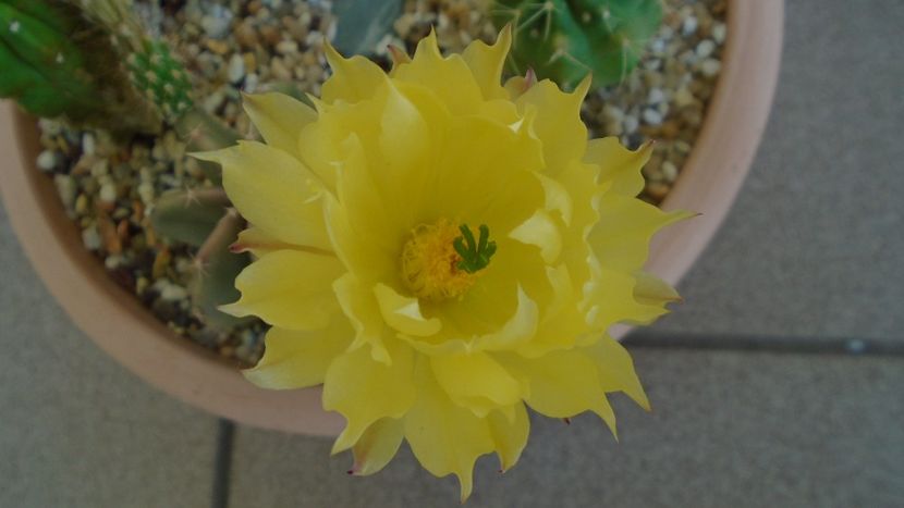 Echinocereus subinermis (-2 C) - Cactusi 2021