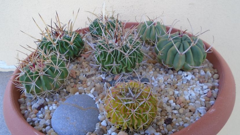 Grup de 6 Echinofossulocactus (Stenocactus) - Cactusi 2021