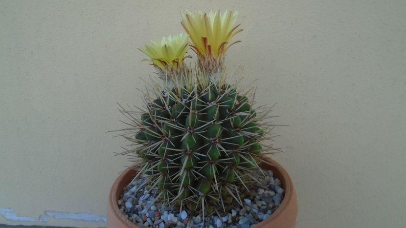 Notocactus mammulosus (Parodia mammulosa) - Cactusi 2021