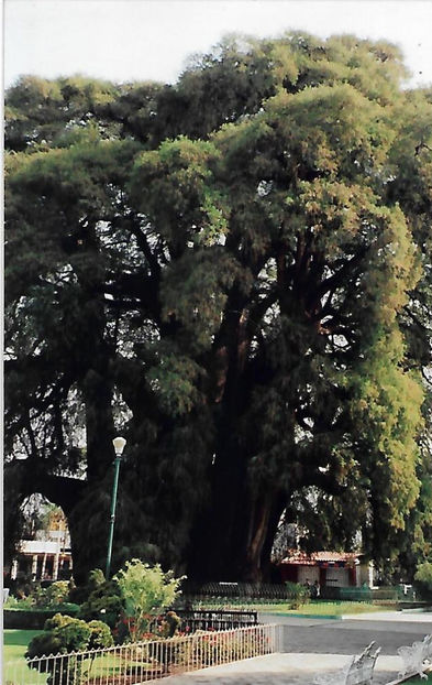 Copacul milenar Tule - Mexic