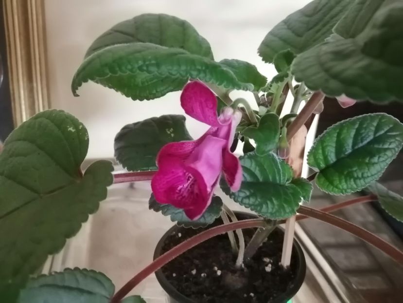  - Sininngia Isa s Gorgeous