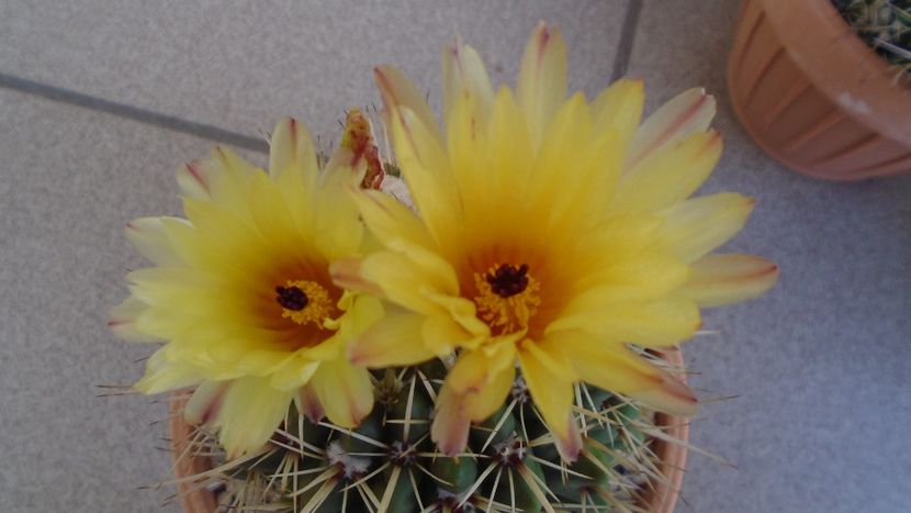 Notocactus mammulosus (Parodia mammulosa) - Cactusi 2021