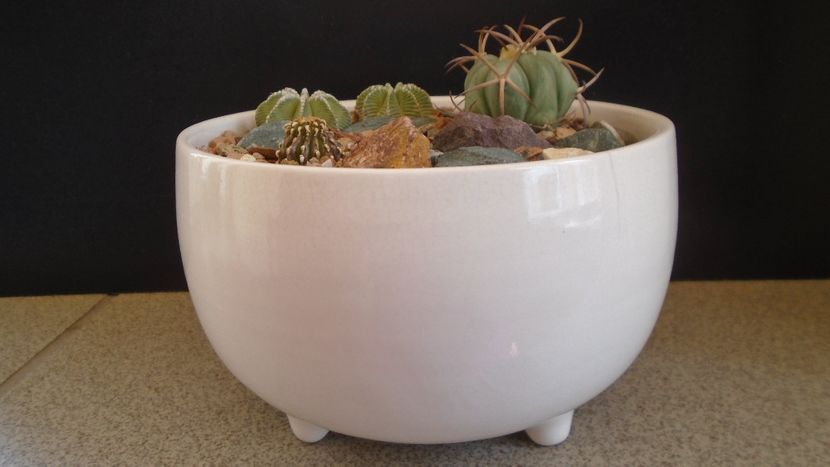 Grup de 5 cactusi - Cactusi 2021