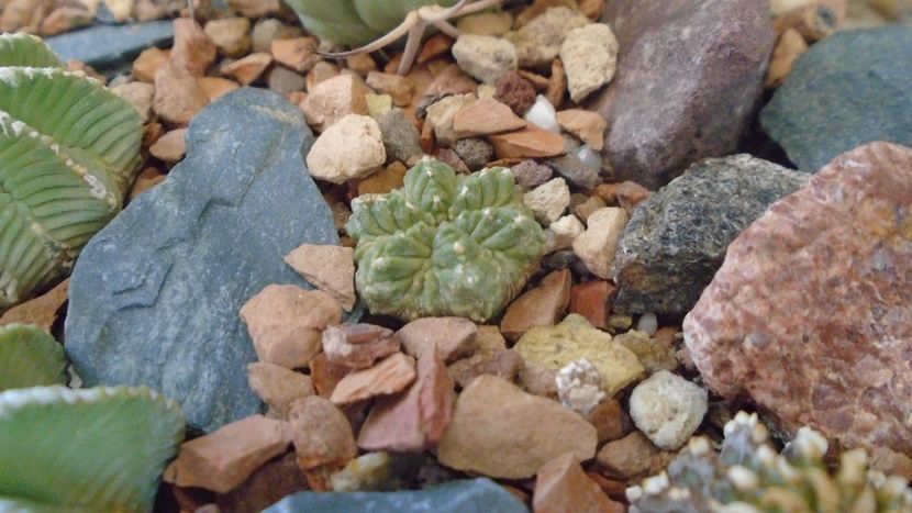 Aztekium ritteri, Rayones, Mx. - Cactusi 2021